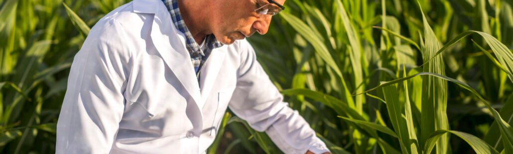 Agricultor revisando hoja de cultivo de maíz, usando equipo de protección personal para industria agrícola