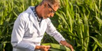 Agricultor revisando hoja de cultivo de maíz, usando equipo de protección personal para industria agrícola