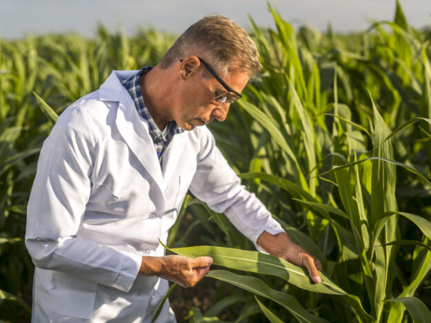 Agricultor revisando hoja de cultivo de maíz, usando equipo de protección personal para industria agrícola
