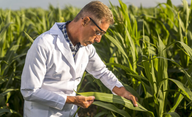 Agricultor revisando hoja de cultivo de maíz, usando equipo de protección personal para industria agrícola