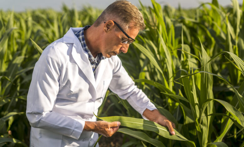 Agricultor revisando hoja de cultivo de maíz, usando equipo de protección personal para industria agrícola